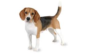 cane razza Beagle