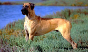 cane razza Alano