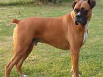 cane razza Boxer