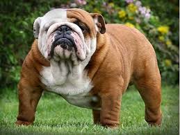cane razza Bulldog