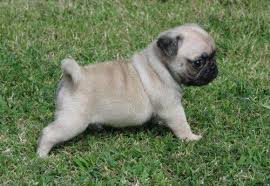 cane razza Carlino