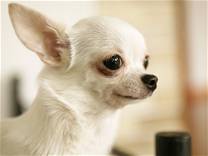 cane razza Chihuahua
