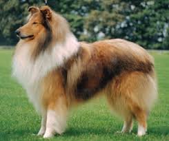 cane razza Collie