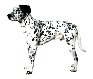 cane razza Dalmata