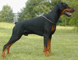 cane razza Dobermann