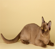 gatto razza Burmese