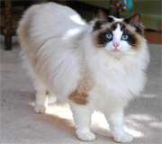 gatto razza Ragdoll